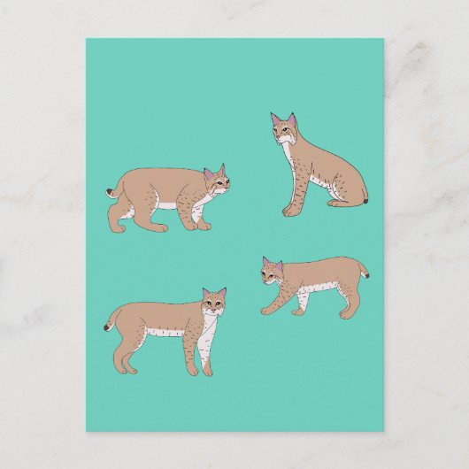 Bobcats Postkarte (Vorderseite)