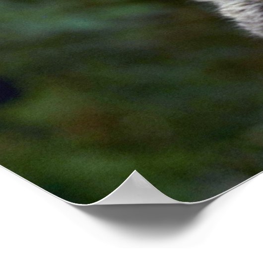 Bobcats-sommerliche junge Kätzchen Poster (Ecke)