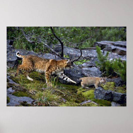 Bobcats-Summer-Mom mit kleinem Kätzchen Poster (Vorne)