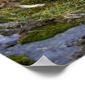 Bobcats-Summer-Mom mit kleinem Kätzchen Poster (Ecke)