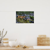 Bobcats-Summer-Mom mit kleinem Kätzchen Poster (Küche)