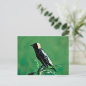 Bobolink Postkarte (Stehend Vorderseite)