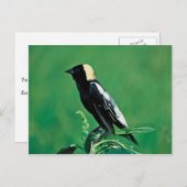 Bobolink Postkarte (Vorne/Hinten)