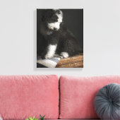 Bobtail Welpenportrait im Studio Leinwanddruck (Insitu (Wohnzimmer))