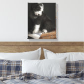 Bobtail Welpenportrait im Studio Leinwanddruck (Insitu (Schlafzimmer))