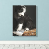 Bobtail Welpenportrait im Studio Leinwanddruck (Insitu (Holzboden))
