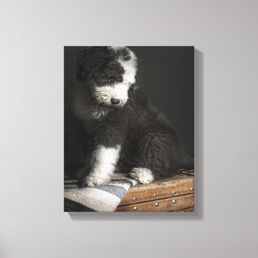 Bobtail Welpenportrait im Studio Leinwanddruck (Vorderseite)