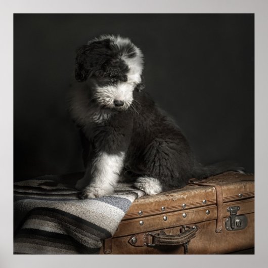 Bobtail Welpenportrait im Studio Poster (Vorne)