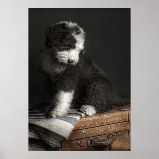 Bobtail Welpenportrait im Studio Poster (Vorne)