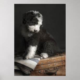 Bobtail Welpenportrait im Studio Poster