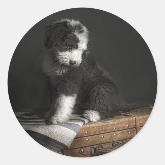 Bobtail Welpenportrait im Studio Runder Aufkleber (Vorderseite)