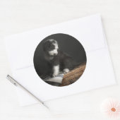 Bobtail Welpenportrait im Studio Runder Aufkleber (Umschlag)