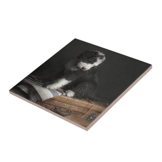 Bobtail Welpenporträt im Studio Fliese (Seite)