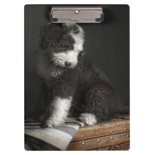 Bobtail Welpenporträt im Studio Klemmbrett