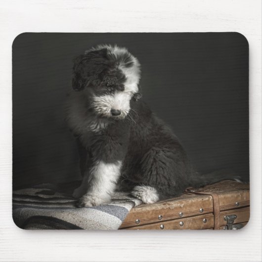 Bobtail Welpenporträt im Studio Mousepad (Vorne)