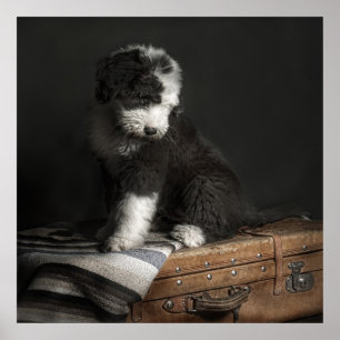 Bobtail Welpenporträt im Studio Poster