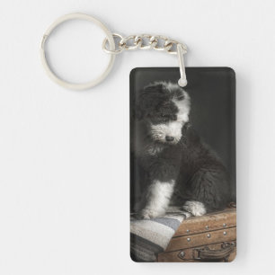 Bobtail Welpenporträt im Studio Schlüsselanhänger