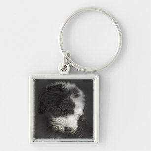 Bobtail Welpenporträt im Studio Schlüsselanhänger