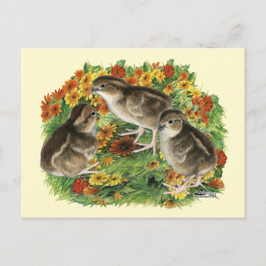 Bobwhite Garden Chicks Postkarte (Vorderseite)