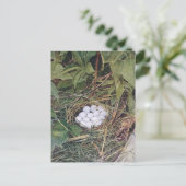 Bobwhite Nest voller Eier Postkarte (Stehend Vorderseite)