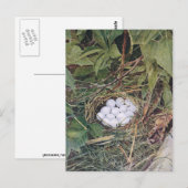 Bobwhite Nest voller Eier Postkarte (Vorne/Hinten)