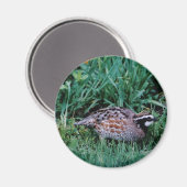 Bobwhite Quai Magnet (Vorderseite/Rückseite)