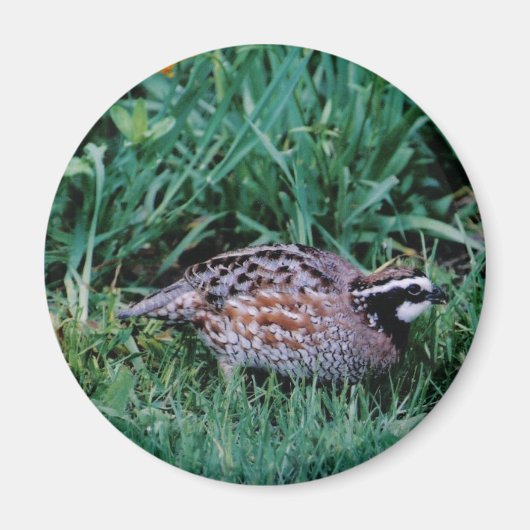 Bobwhite Quai Magnet (Vorne)