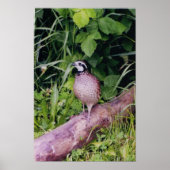 Bobwhite Quai Poster (Vorne)