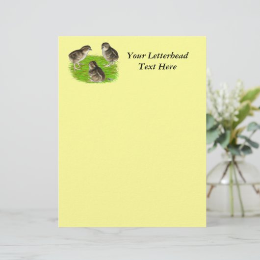 Bobwhite Quail Chicks (Stehend Vorderseite)