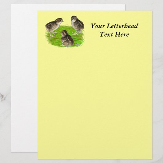 Bobwhite Quail Chicks (Vorne/Hinten)