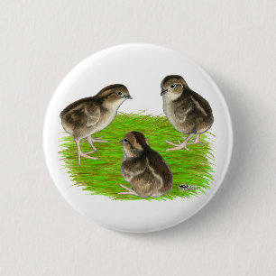 Bobwhite Quail Chicks Button