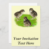 Bobwhite Quail Chicks Einladung (Vorne/Hinten)