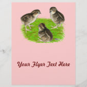 Bobwhite Quail Chicks Flyer (Vorne)