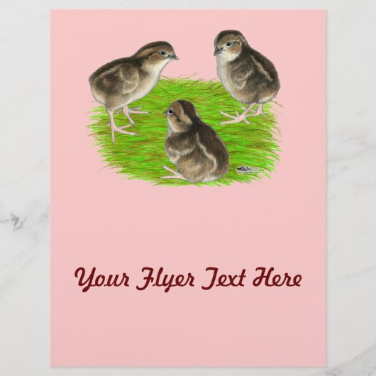 Bobwhite Quail Chicks Flyer (Vorne)