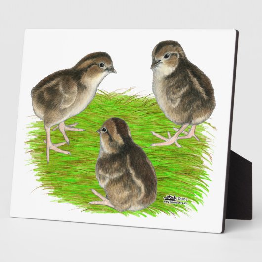 Bobwhite Quail Chicks Fotoplatte (Seite)