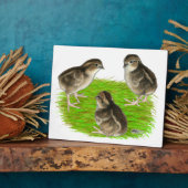 Bobwhite Quail Chicks Fotoplatte (Seite)