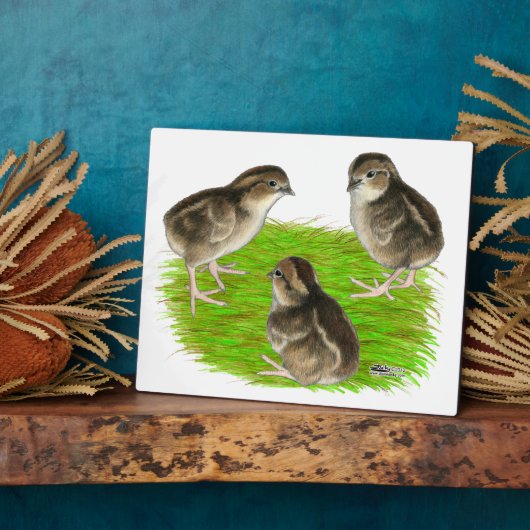 Bobwhite Quail Chicks Fotoplatte (Seite)