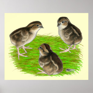 Bobwhite Quail Chicks Poster
