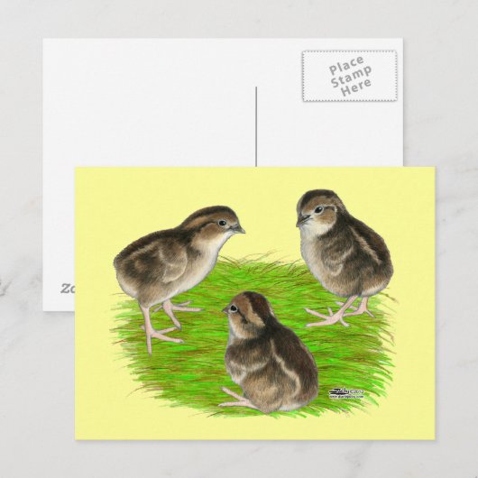 Bobwhite Quail Chicks Postkarte (Vorne/Hinten)
