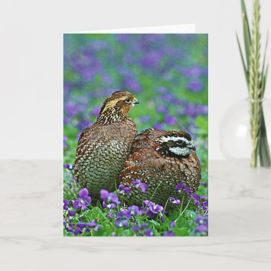 Bobwhite Quail Fotografie Karte (Vorderseite)