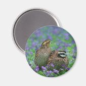 Bobwhite Quail Fotografie Magnet (Vorderseite/Rückseite)
