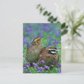 Bobwhite Quail Fotografie Postkarte (Stehend Vorderseite)
