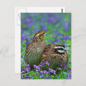Bobwhite Quail Fotografie Postkarte (Vorne/Hinten)