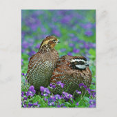 Bobwhite Quail Fotografie Postkarte (Vorderseite)