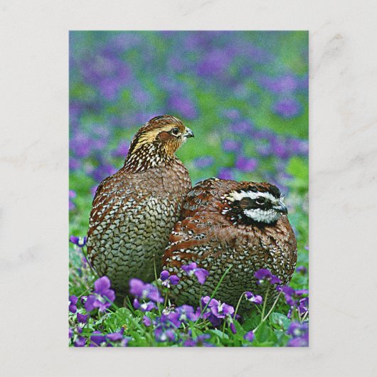 Bobwhite Quail Fotografie Postkarte (Vorderseite)