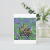 Bobwhite Quail Fotografie Postkarte (Stehend Vorderseite)