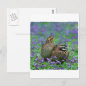 Bobwhite Quail Fotografie Postkarte (Vorne/Hinten)