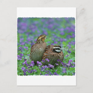 Bobwhite Quail Fotografie Postkarte