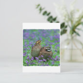 Bobwhite Quail Fotografie Postkarte (Stehend Vorderseite)