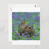Bobwhite Quail Fotografie Postkarte (Vorne/Hinten)